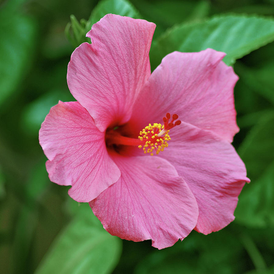 Pink Hibiscus Photograph by Sandy Keeton