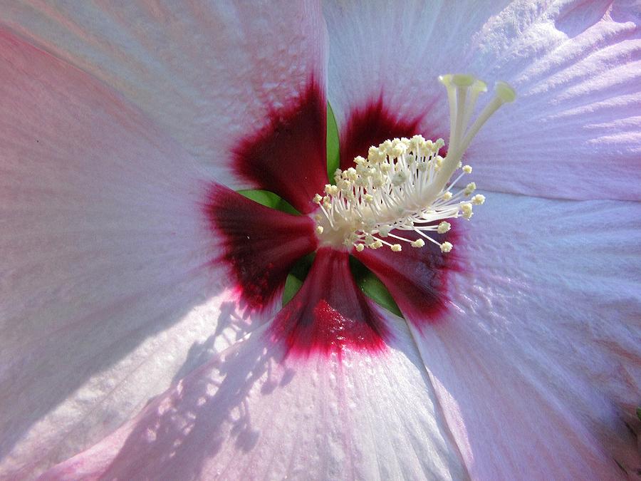 Pink Hibiscus Photograph by Scott Hovind