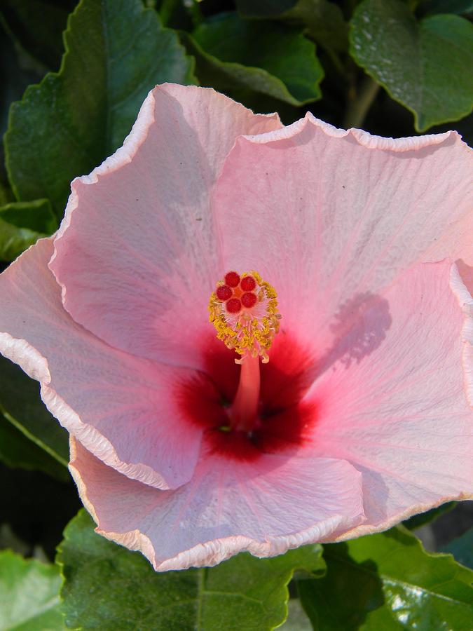 Pink Hibiscus Shadow Photograph by Warren Thompson