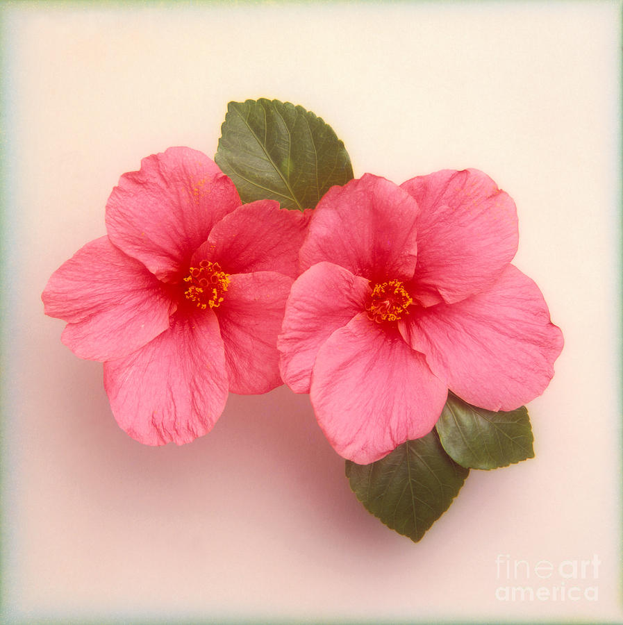 Pink Hibiscus Still life Photograph by Kyle Rothenborg - Printscapes ...