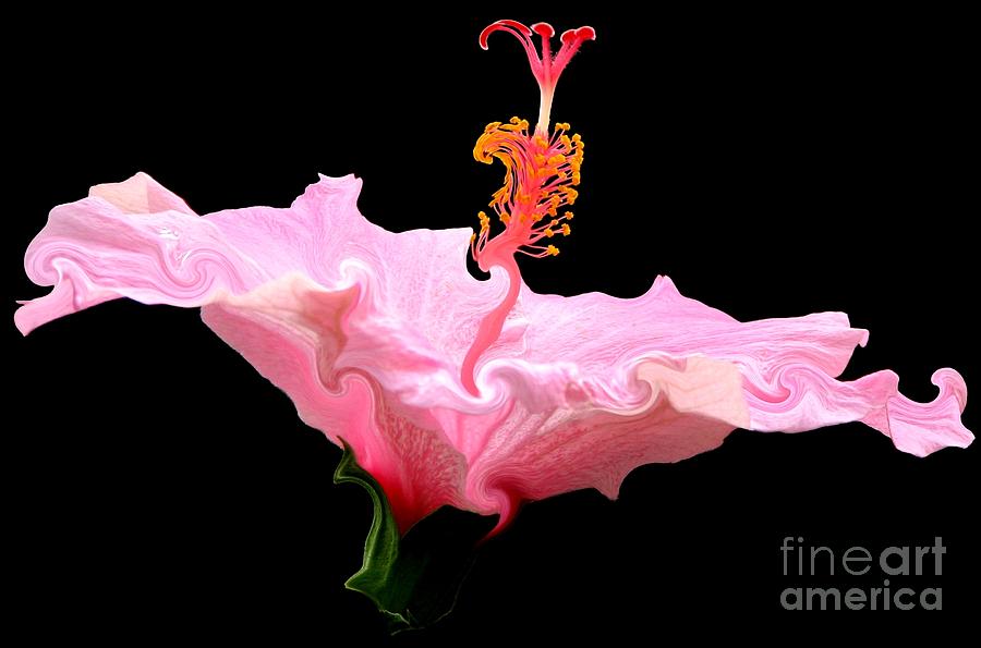 Pink Hibiscus with Curlicue Effect Photograph by Rose Santuci-Sofranko