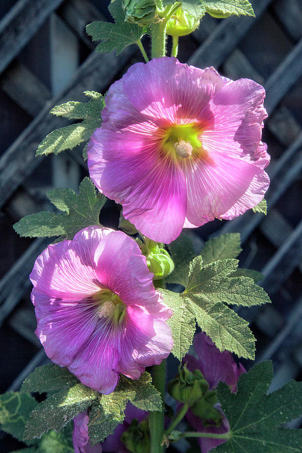 Pink Hollyhock Photograph by Diana Powell