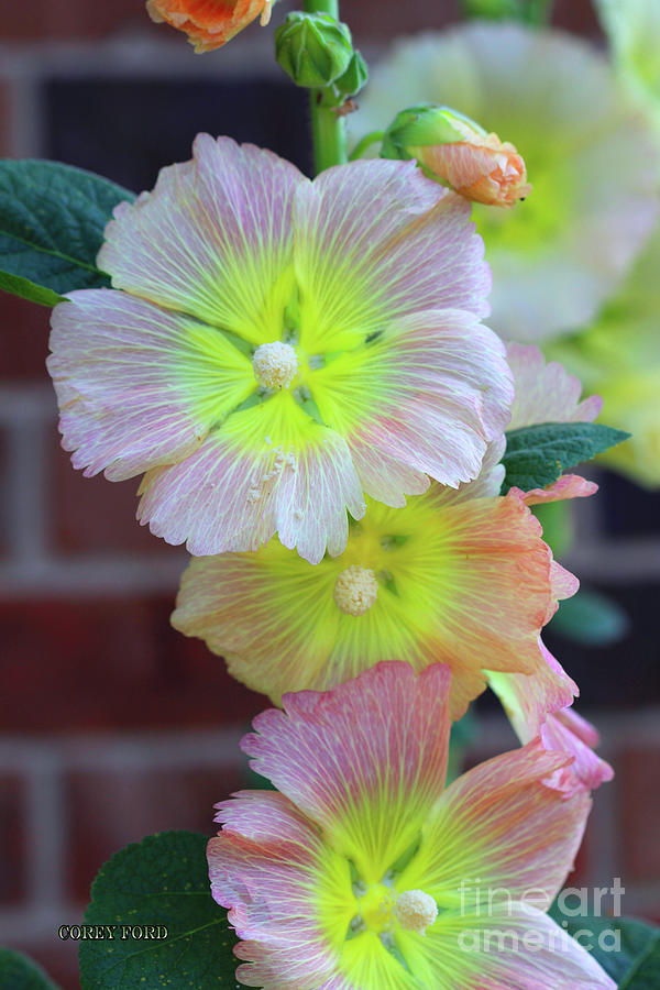 Nature Painting - Pink Hollyhock Flowers by Corey Ford
