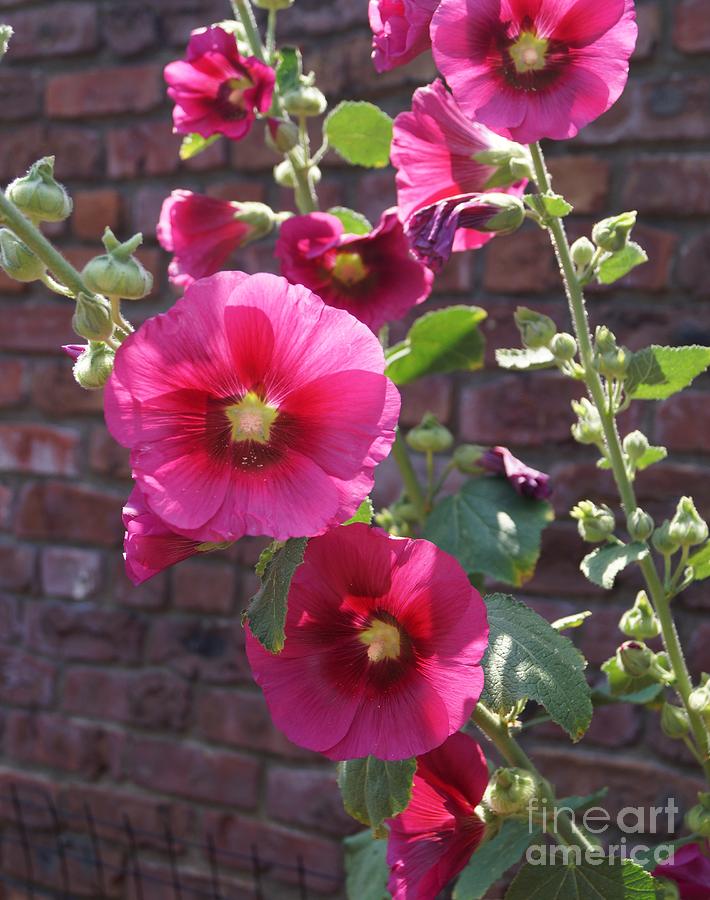 Pink Hollyhock by Kerri Mortenson Pink Hollyhock by Kerri Mortenson
