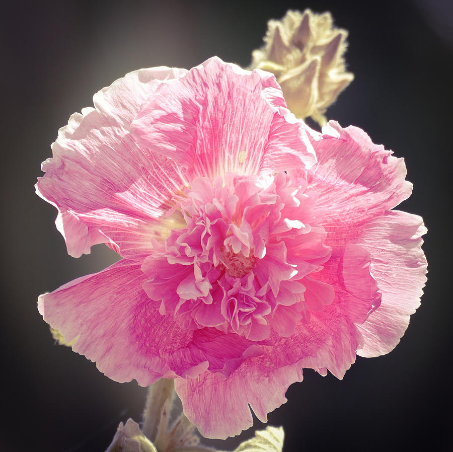 Pink Hollyhock Photograph by Laurel Powell