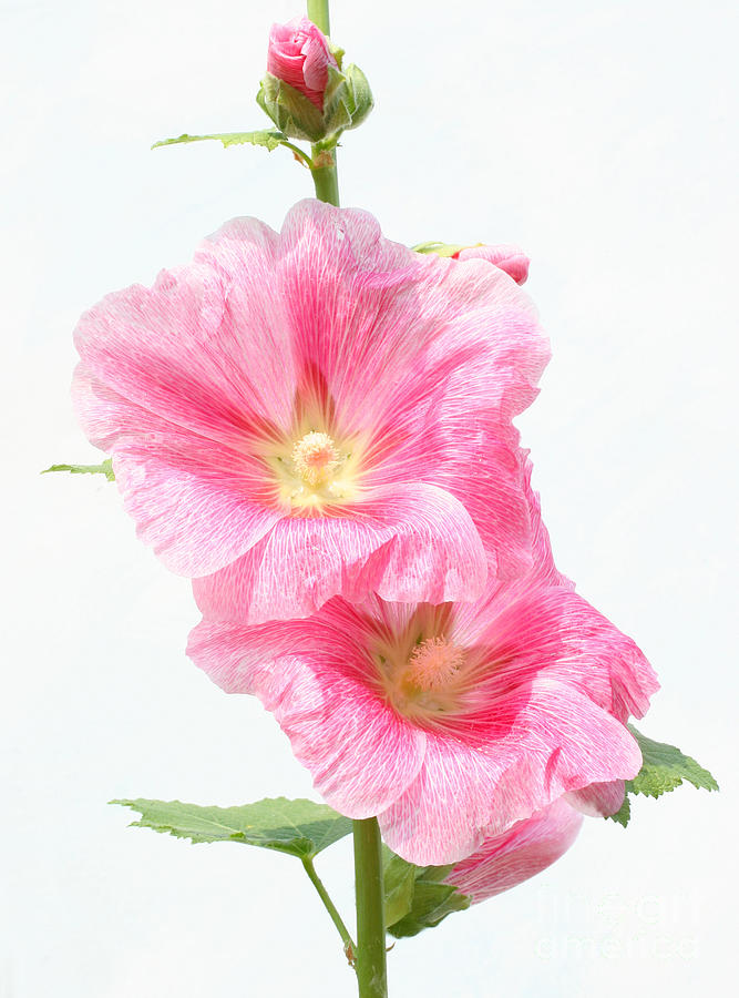 Pink Hollyhock Photograph by Steve Augustin