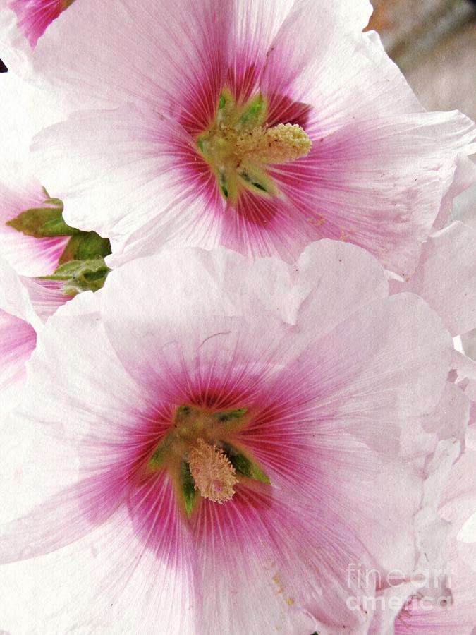 Flower Photograph - Pink Hollyhocks by Sarah Loft