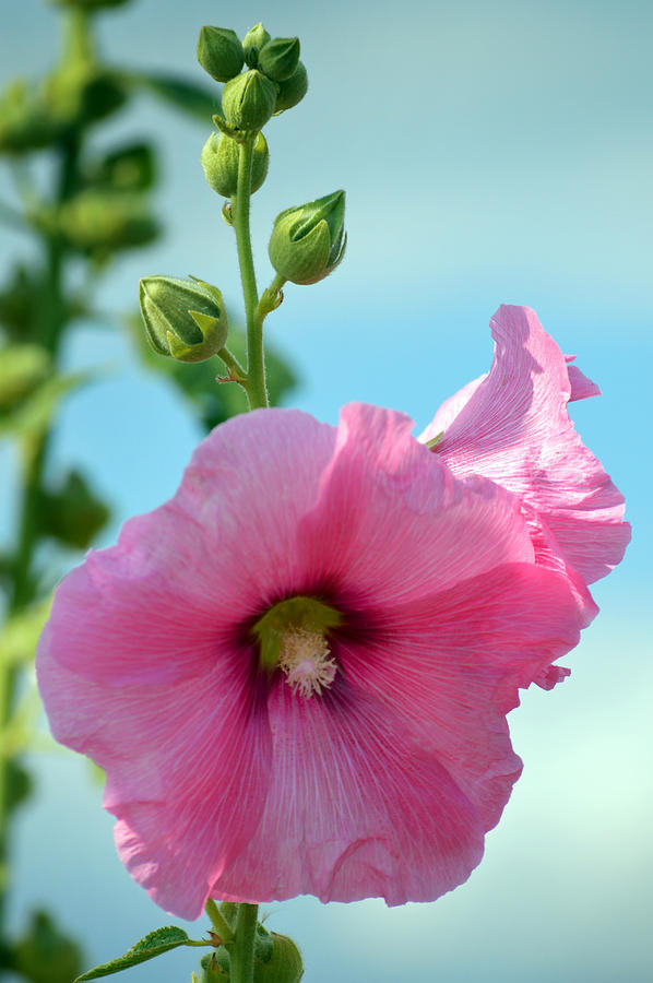 Pink Holyhock. Photograph by Terence Davis