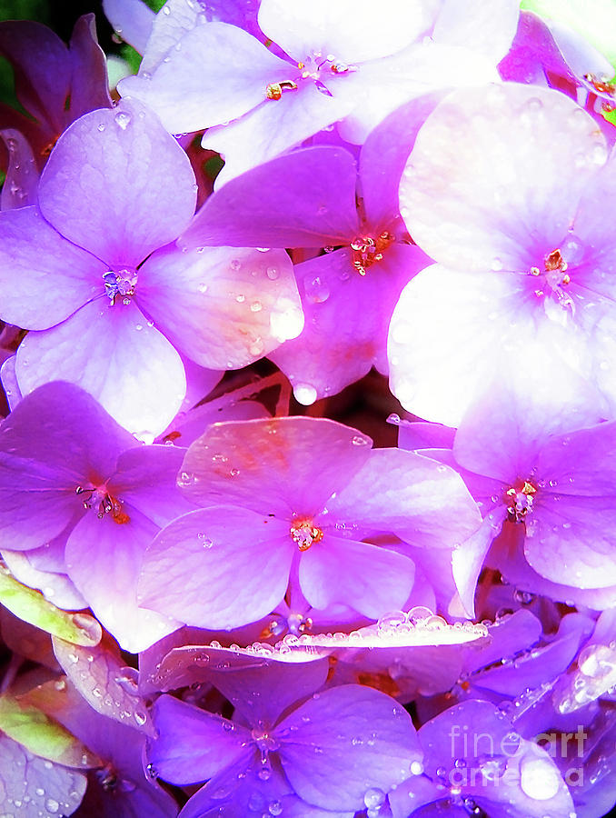 Pink Hortensia Flowers After Summer Rain Photograph by Nina Ficur Feenan