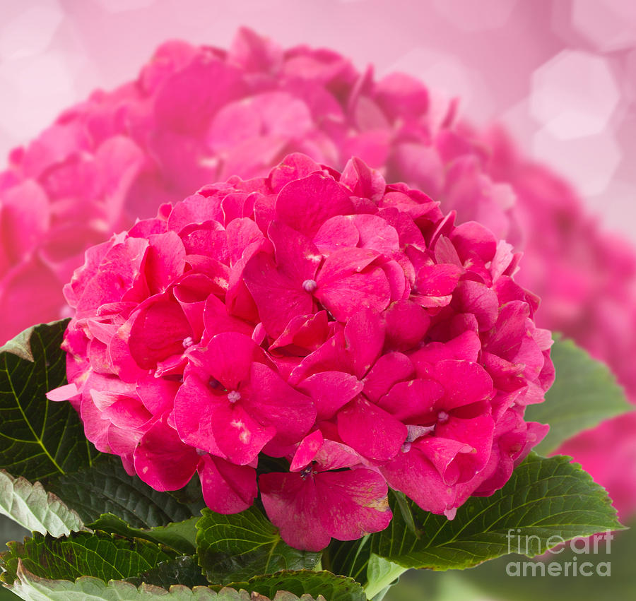 Pink Hortensia Flowers Photograph by Anastasy Yarmolovich