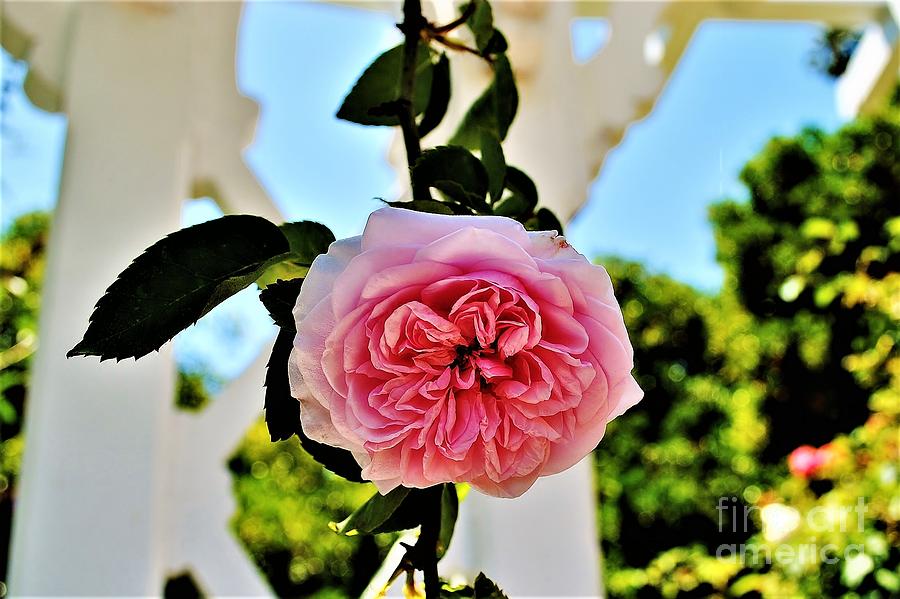 Flower Digital Art - Pink by Huberto Ramirez