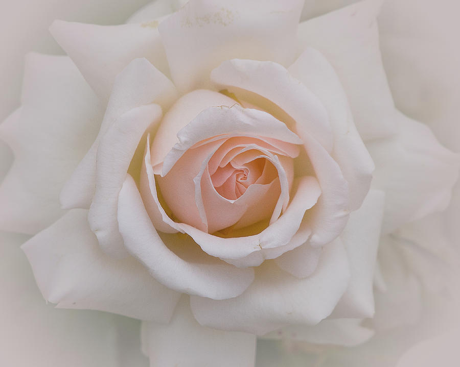 Pink Hued Rose Close Up Photograph by Lowell Monke - Fine Art America