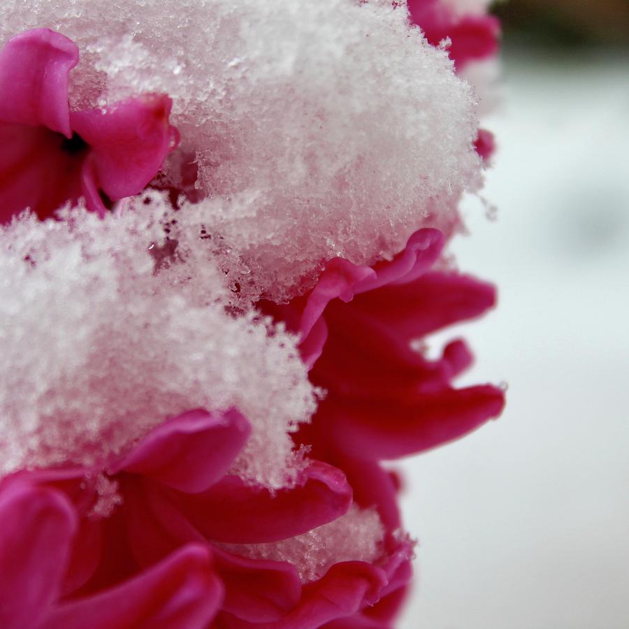 Pink Hyacinth Bloom Snowed In Photograph by M E