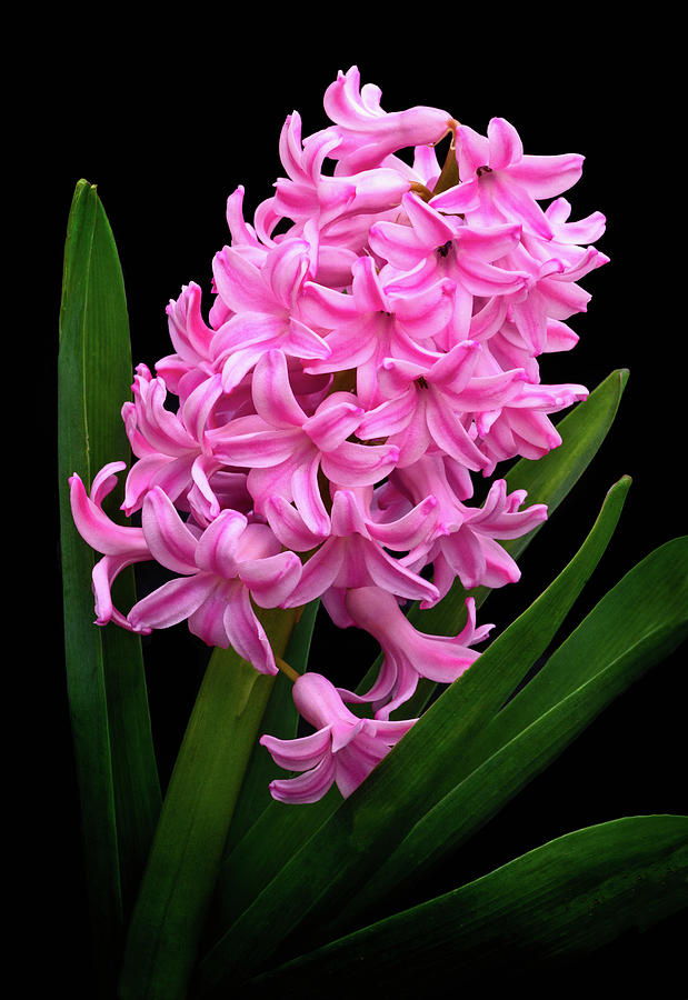 Pink Hyacinth Photograph by Carolyn Derstine