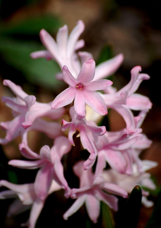 Flower Photograph - Pink Hyacinth by David Lane