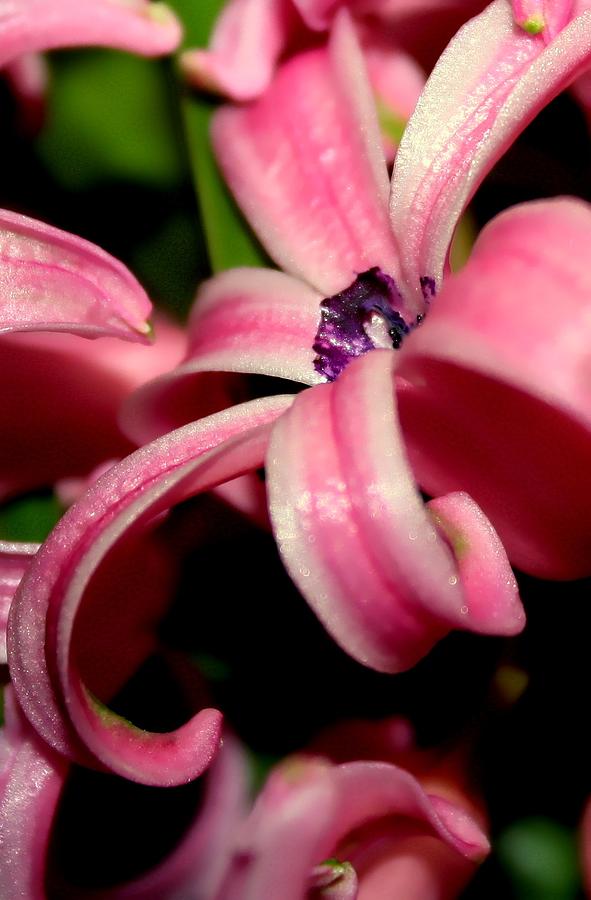 Pink Hyacinth  Photograph by Debra Forand