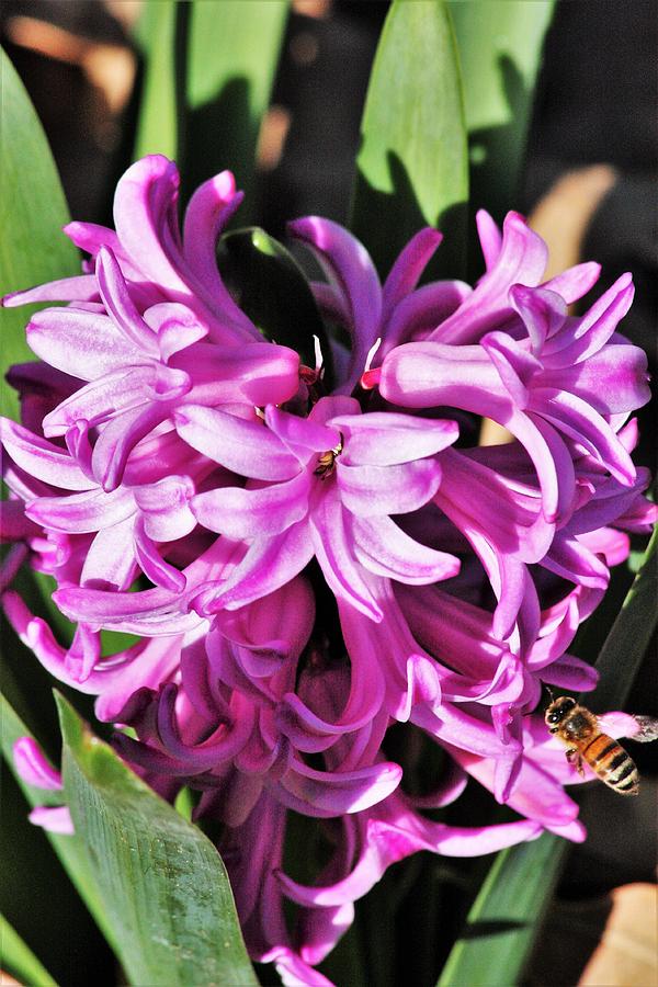 Nature Photograph - Pink Hyacinth Flowers and Bee by Sheila Brown