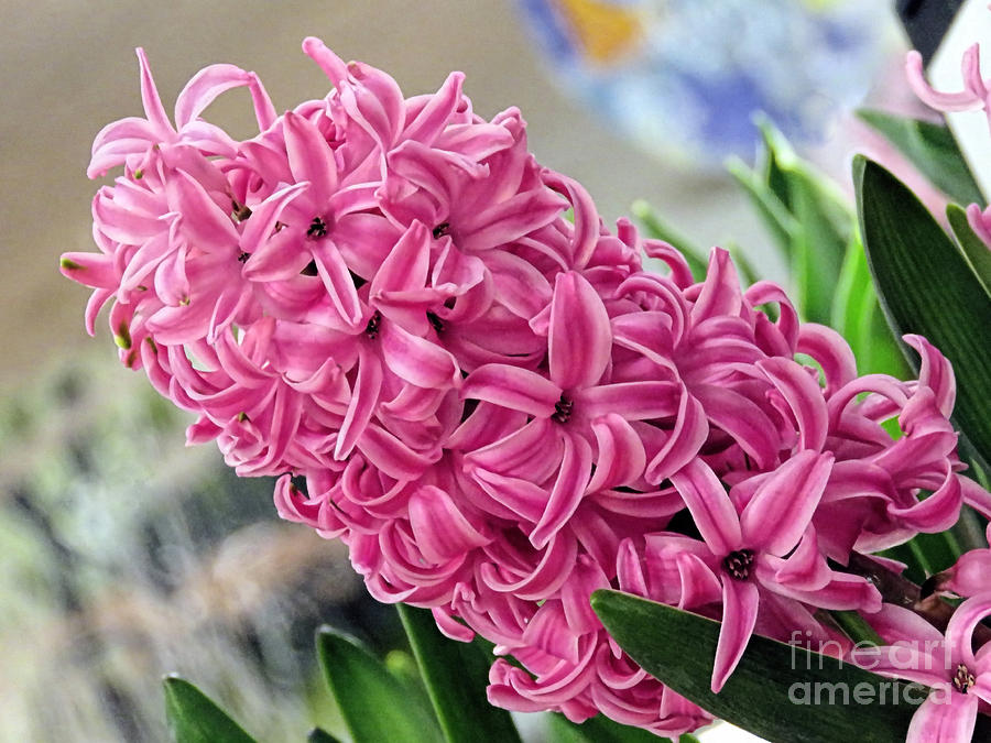 Pink Hyacinth Photograph by Janice Drew