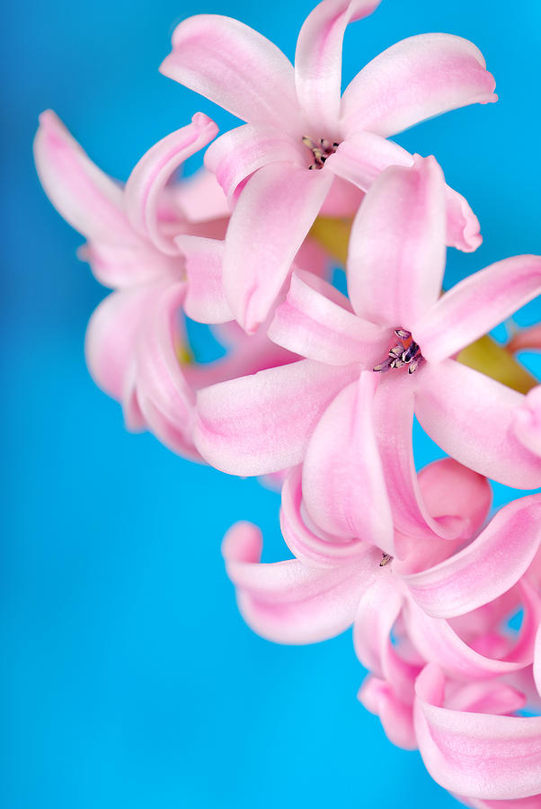 Pink hyacinth on blue Photograph by Martin Capek