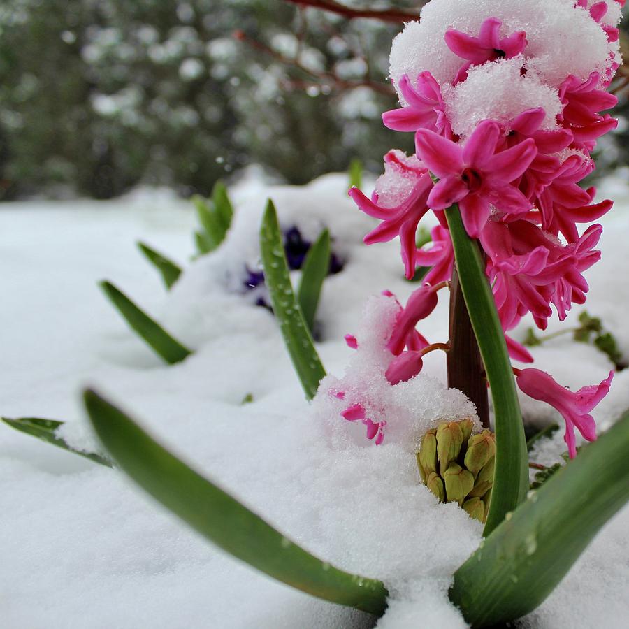 Pink Hyacinth Snowed Over Like the Evergreen Trees Photograph by M E