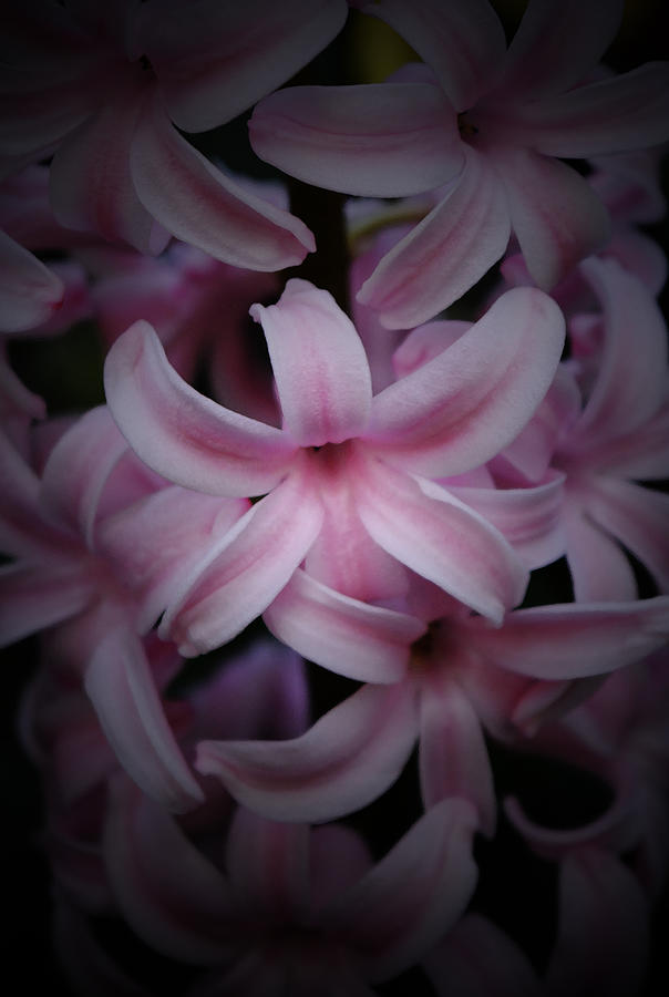 Spring Photograph - Pink Hyacinths 2 by Richard Andrews