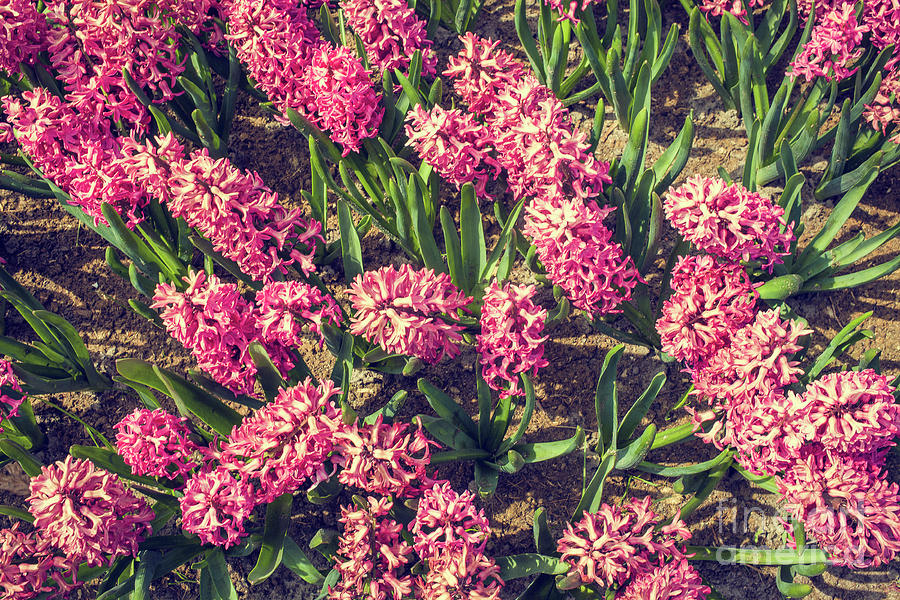 Pink hyacinths Photograph by Patricia Hofmeester