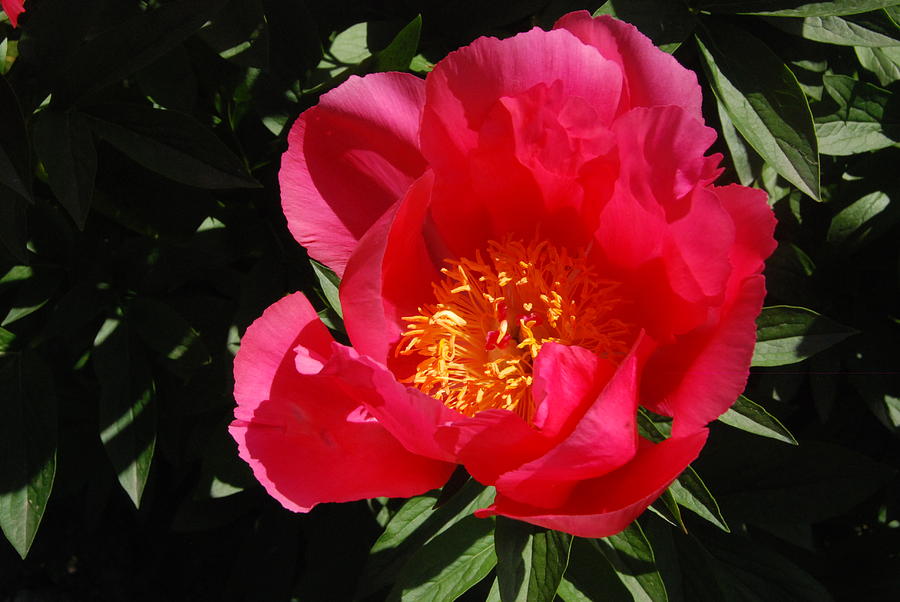 Pink Hybrid Peonie Photograph by Ee Photography