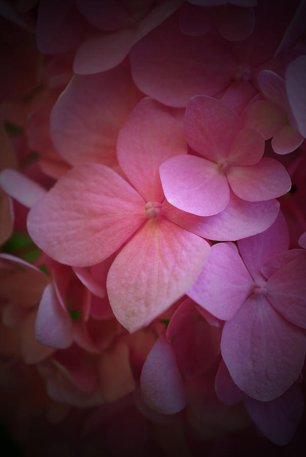 Pink Hydrangea 2 Photograph by Richard Andrews