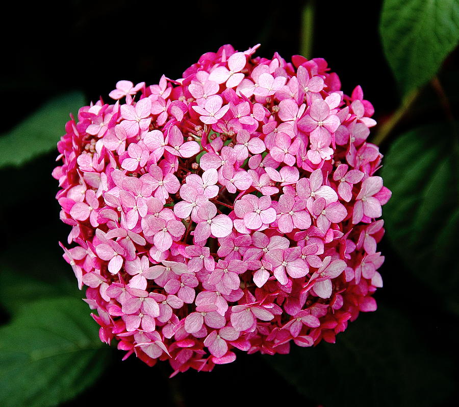 Pink Hydrangea Photograph by Allen Nice-Webb Pink Hydrangea Photograph by Allen Nice-Webb