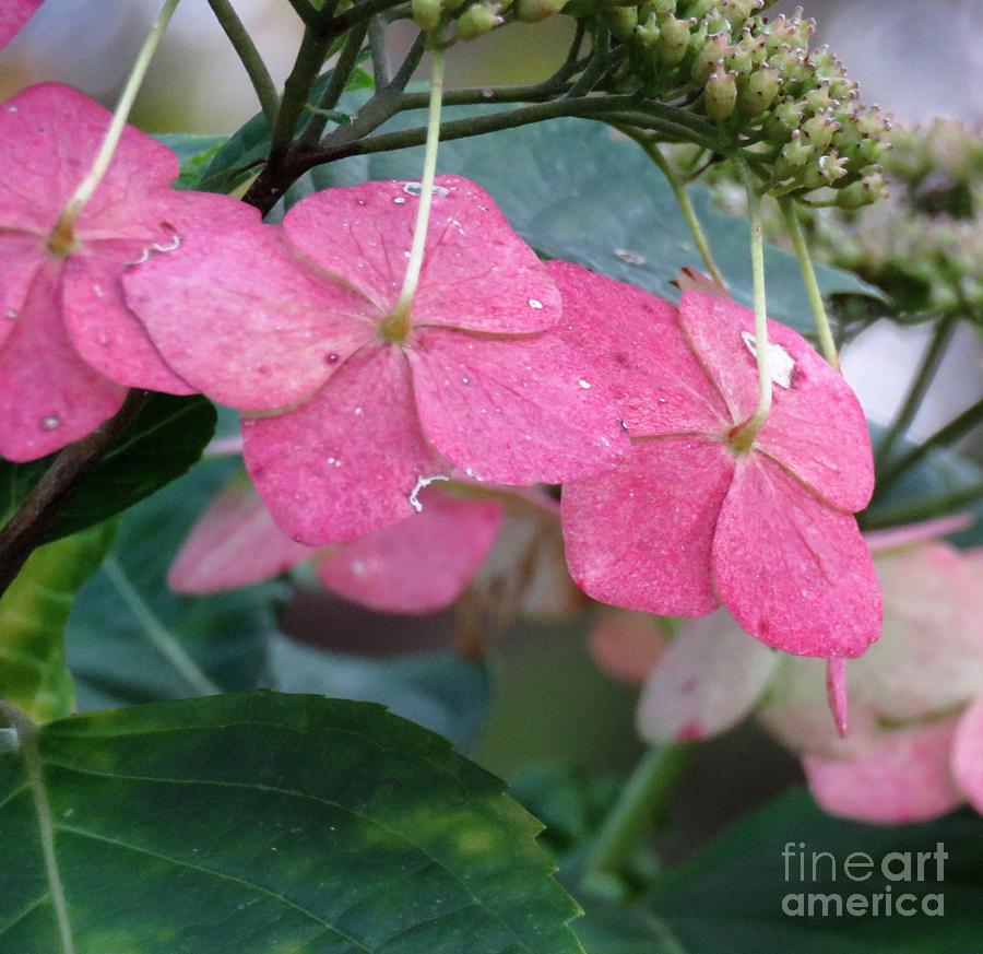 Pink Hydrangea Photograph by Anita Adams