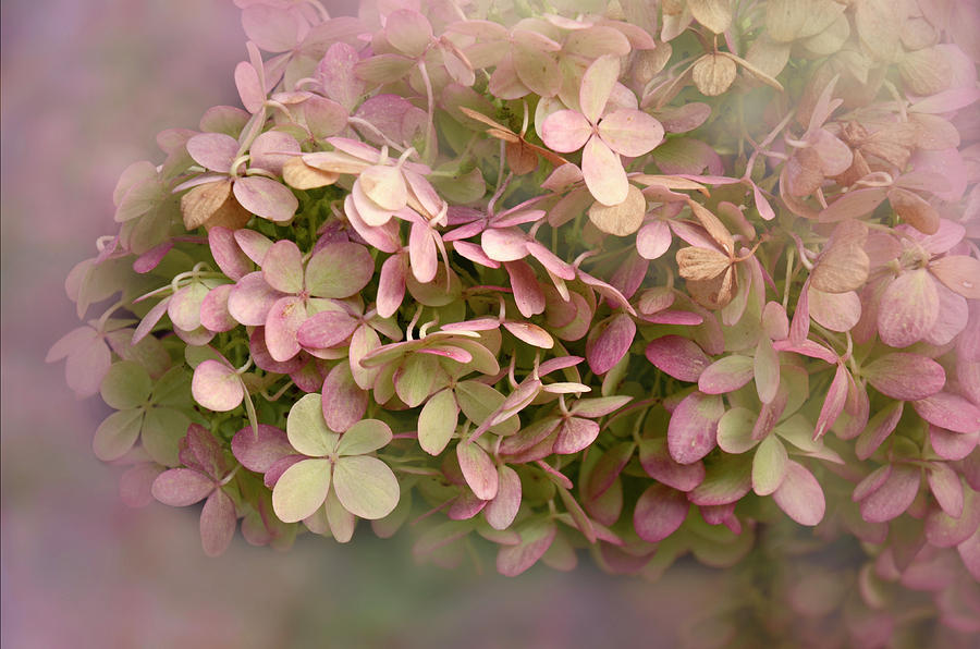  Pink Hydrangea Photograph by Ann Bridges