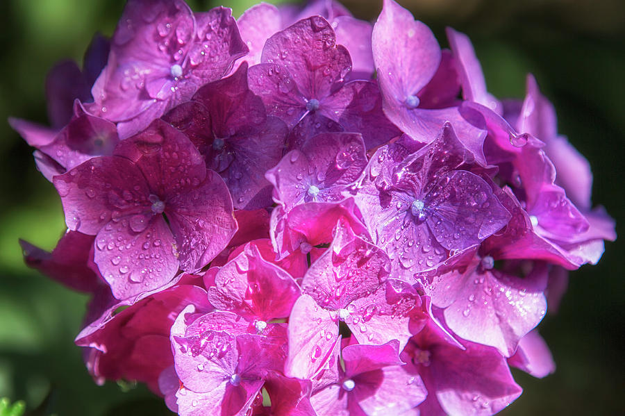 Pink Hydrangea Photograph by Belinda Greb