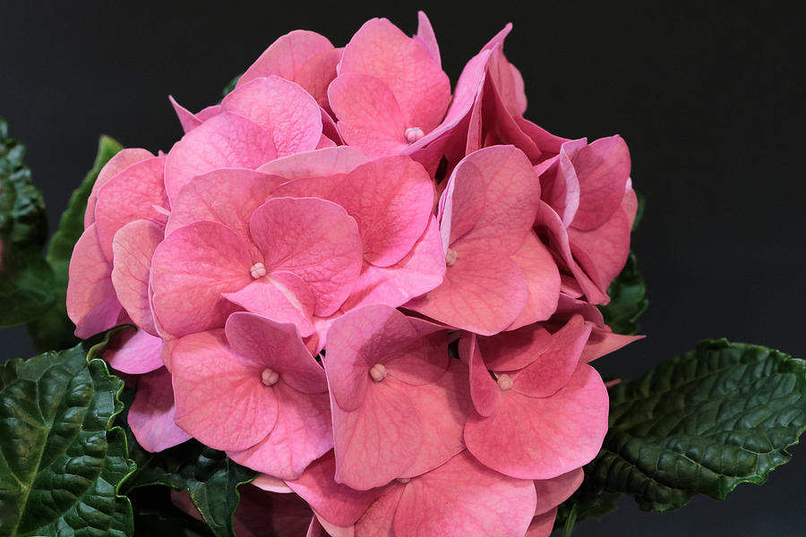 Pink Hydrangea Bloom Photograph by Sheila Brown