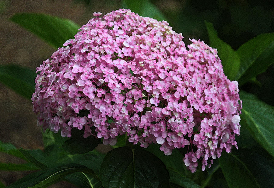Pink Hydrangea Close Up Photograph by Suzanne Gaff