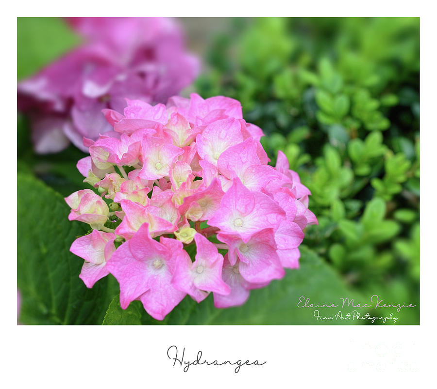 Pink Hydrangea Photograph