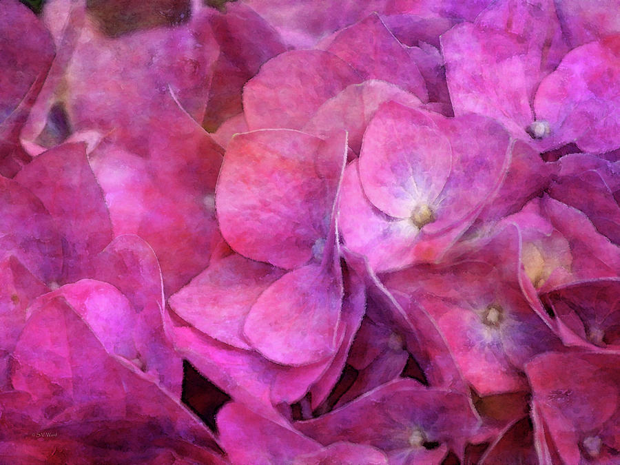 Pink Hydrangea Florets 0126 IDP_2 Photograph by Steven Ward