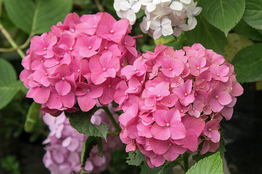 Flower Photograph - Pink Hydrangea by Fotosas Photography