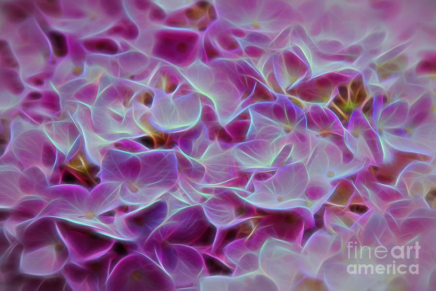 Pink Hydrangea Glow Photograph by Sharon McConnell