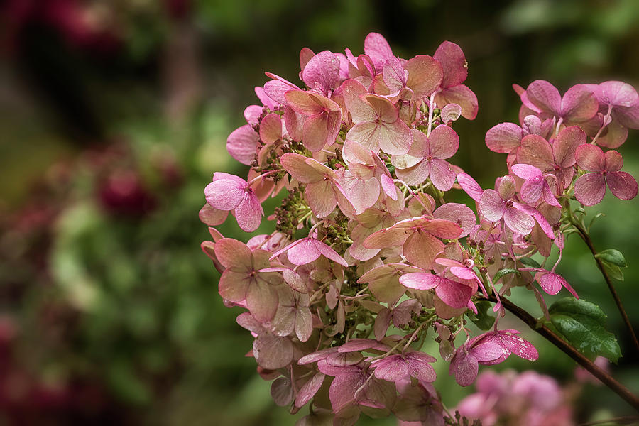 Pink Hydrangea in a Garden Photograph by Belinda Greb