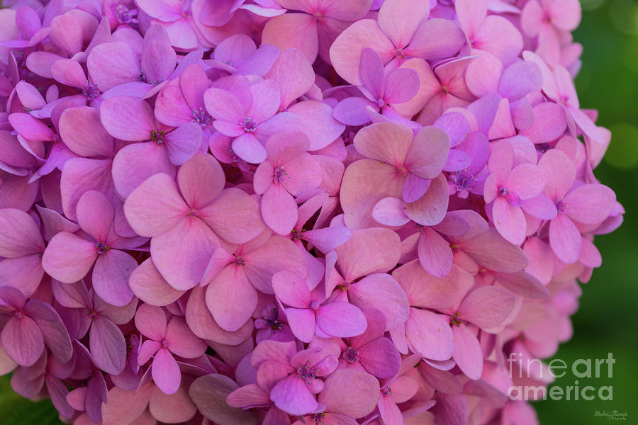 Pink Hydrangea Photograph by Jennifer White