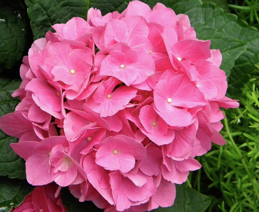 Pink Hydrangea Photograph by Joan Gal-Peck - Fine Art America