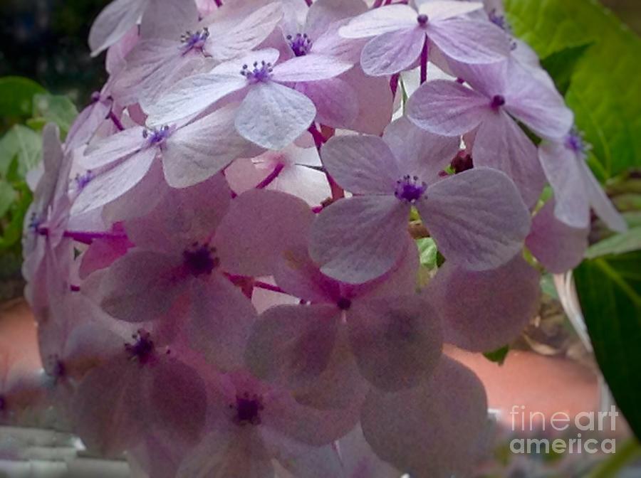 Pink Hydrangea  Photograph by Joan-Violet Stretch