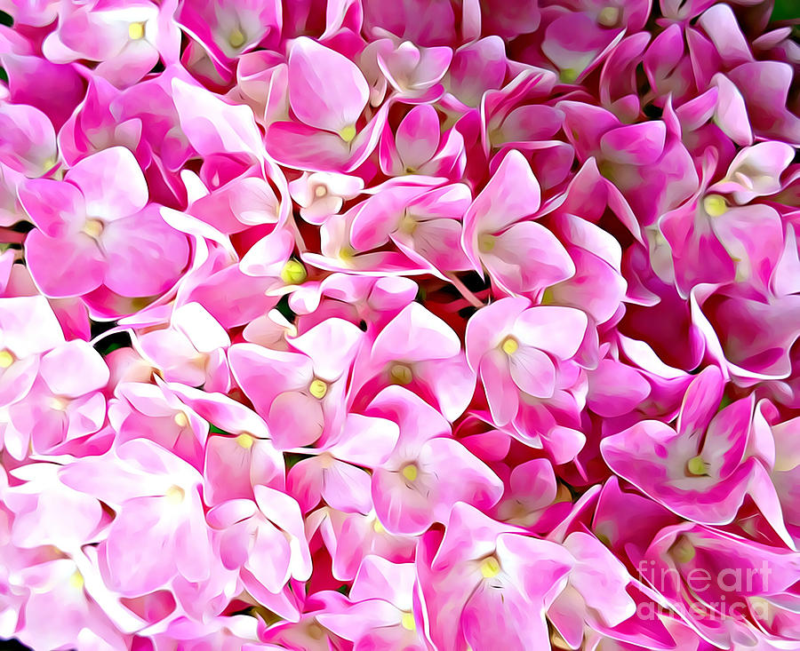 Pink Hydrangea Photograph by Judy Palkimas