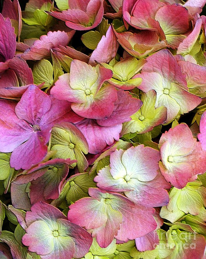 Abstract Photograph - Pink Hydrangea by Kathleen Struckle