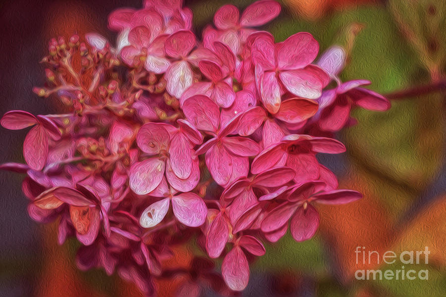 Pink Hydrangea Oil Painting Photograph by Elizabeth Dow