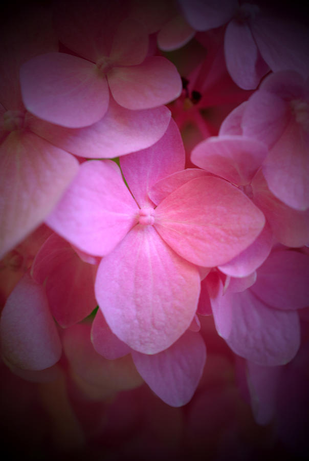 Pink Hydrangea Photograph by Richard Andrews