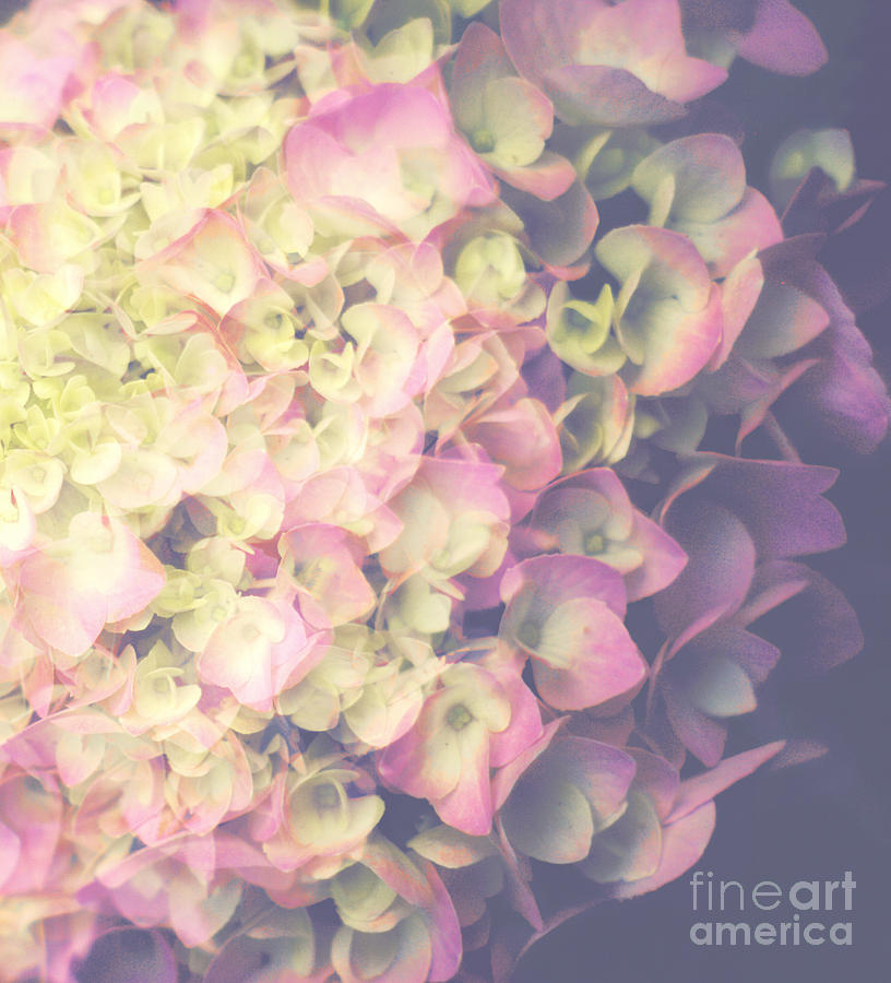 Pink Hydrangea Photograph by Suzanne Powers