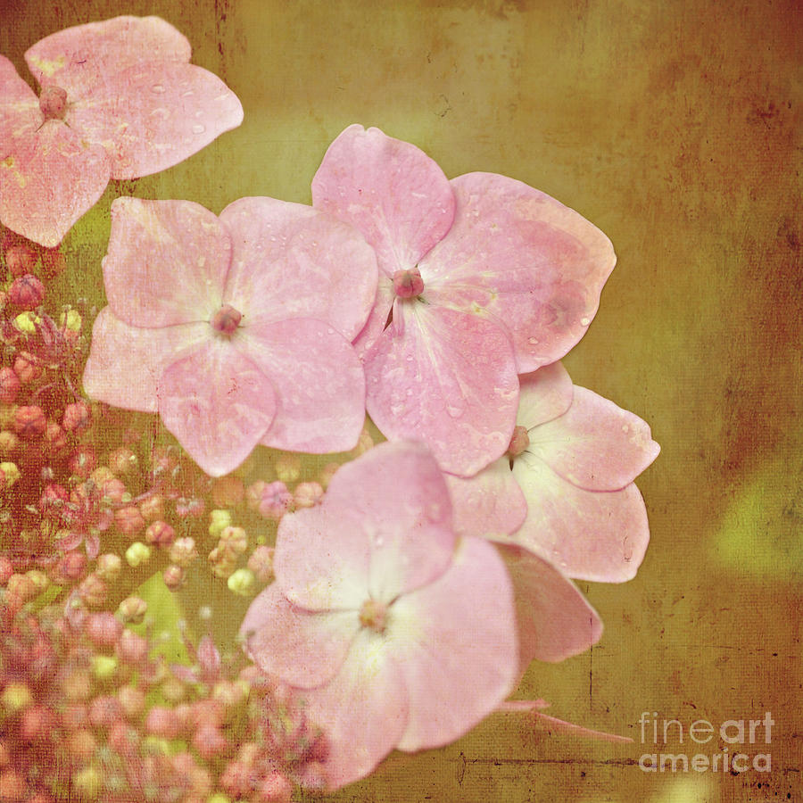 Pink Hydrangeas Photograph by Lyn Randle