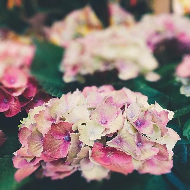 Pink Hydrangeas #tadaslr Photograph by Trina Baker