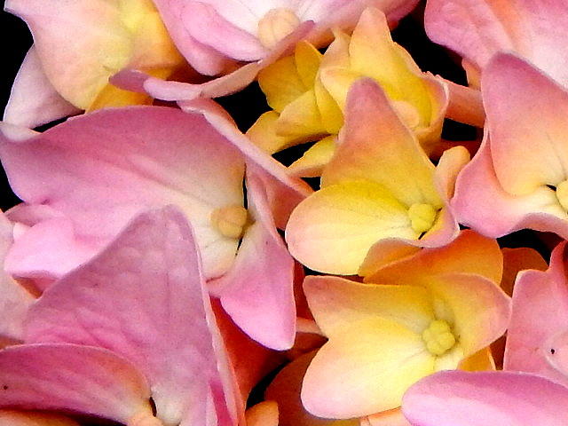 Spring Photograph - Pink Hyrangea by JoAnne Burgess
